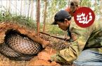 (ویدئو) لحظه کشف لانه شاه مارهای کبرا و زنده گیری آن ها توسط دو شکارچی ویتنامی
