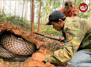 (ویدئو) لحظه کشف لانه شاه مارهای کبرا و زنده گیری آن ها توسط دو شکارچی ویتنامی