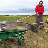 ببینید| غذای روستایی در اوکراین؛ پخت غذاهای سنتی با یک گربه ماهی غول پیکر