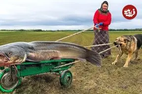 ببینید| غذای روستایی در اوکراین؛ پخت غذاهای سنتی با یک گربه ماهی غول پیکر