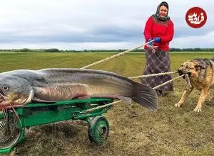 ببینید| غذای روستایی در اوکراین؛ پخت غذاهای سنتی با یک گربه ماهی غول پیکر