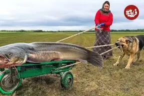 ببینید| غذای روستایی در اوکراین؛ پخت غذاهای سنتی با یک گربه ماهی غول پیکر