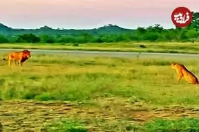 ببینید| وقتی سلطان جنگل تلاش می‌کند که سریع‌تر از یوزپلنگ بدود!