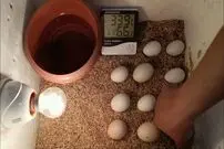(ویدئو) چگونه یک دستگاه جوجه کشی 11 عددی کم هزینه با کارتن و لامپ بسازیم؟