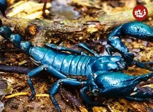 ببینید| 5 گونه از زیباترین عقرب های جهان