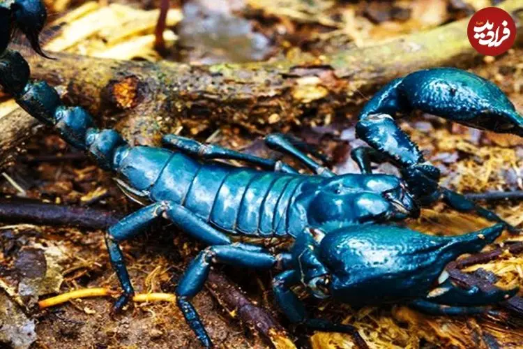 ببینید| 5 گونه از زیباترین عقرب های جهان