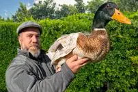 ببینید| غذای روستایی در آذربایجان؛ پخت اردک شکم پر به روشی متفاوت