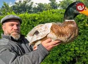 ببینید| غذای روستایی در آذربایجان؛ پخت اردک شکم پر به روشی متفاوت