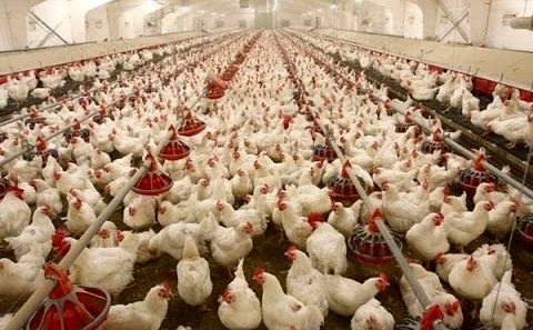 (ویدئو) چگونه کشاورزان آمریکایی میلیون ها مرغ را پرورش می دهند؟