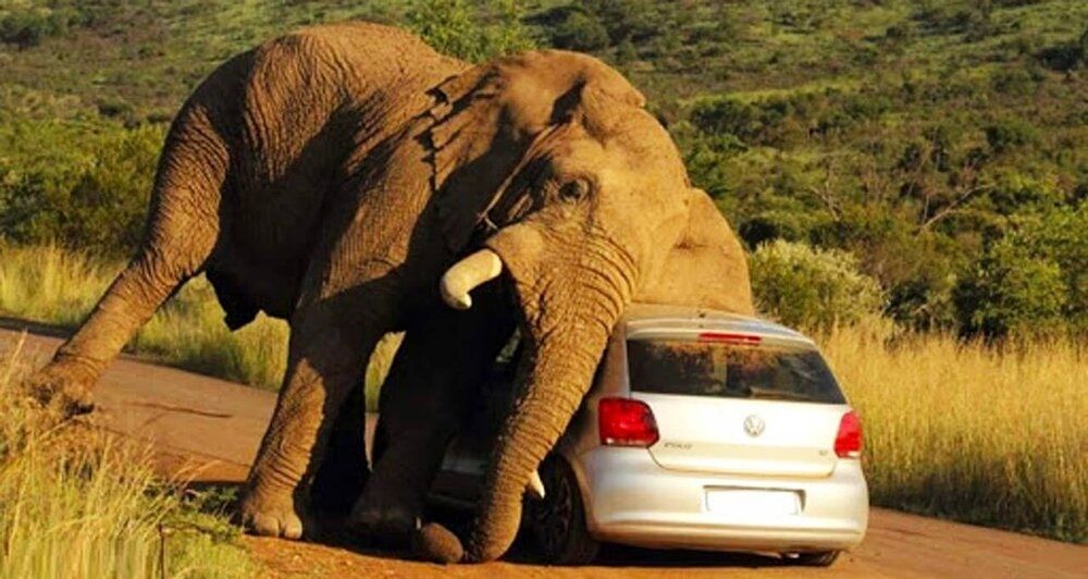 (ویدئو) لحظات دلهره‌آور از فیلی که دنبال خودرو افتاد