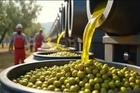 (ویدئو) نگاهی به مراحل فرآوری و تولید روغن زیتون