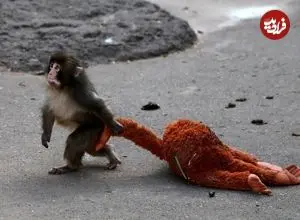 تراژدی پانچ؛ چرا حیوانات مادر گاهی اوقات فرزندان خود را طرد می‌کنند؟