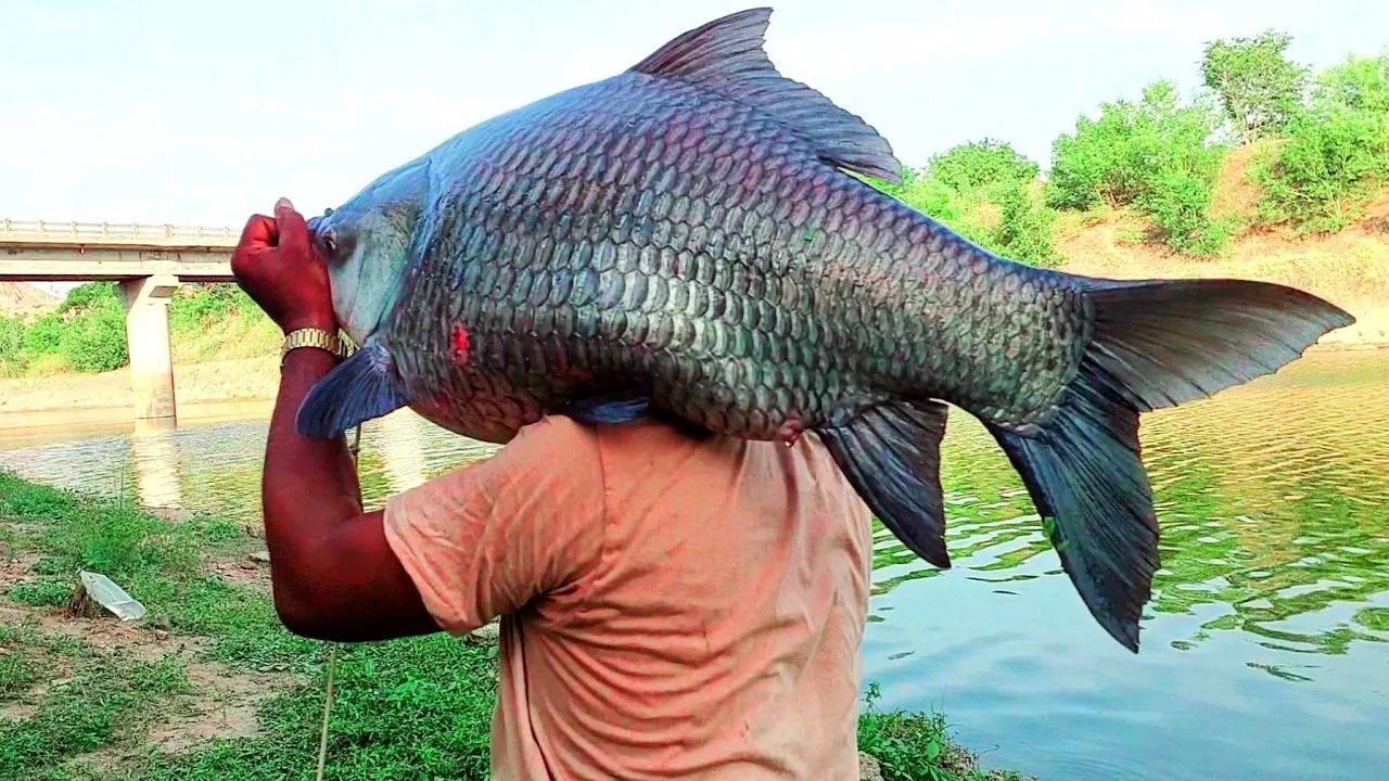 (ویدئو) مهارت خیره کننده ماهیگیر هندی در صید ماهی های غول پیکر 20 کیلوگرمی با قلاب را ببینید
