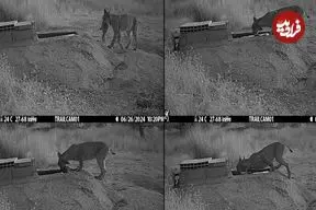 لینکس ایبری شکارش را می‌شوید؛ رفتاری عجیب که تا به حال دیده نشده بود