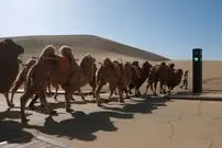 (ویدئو) تصاویری عجیب از ترافیک شتر سواری در چین