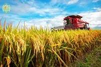 ببینید| مراحل برداشت و فرآوری هزاران تن برنج در ژاپن