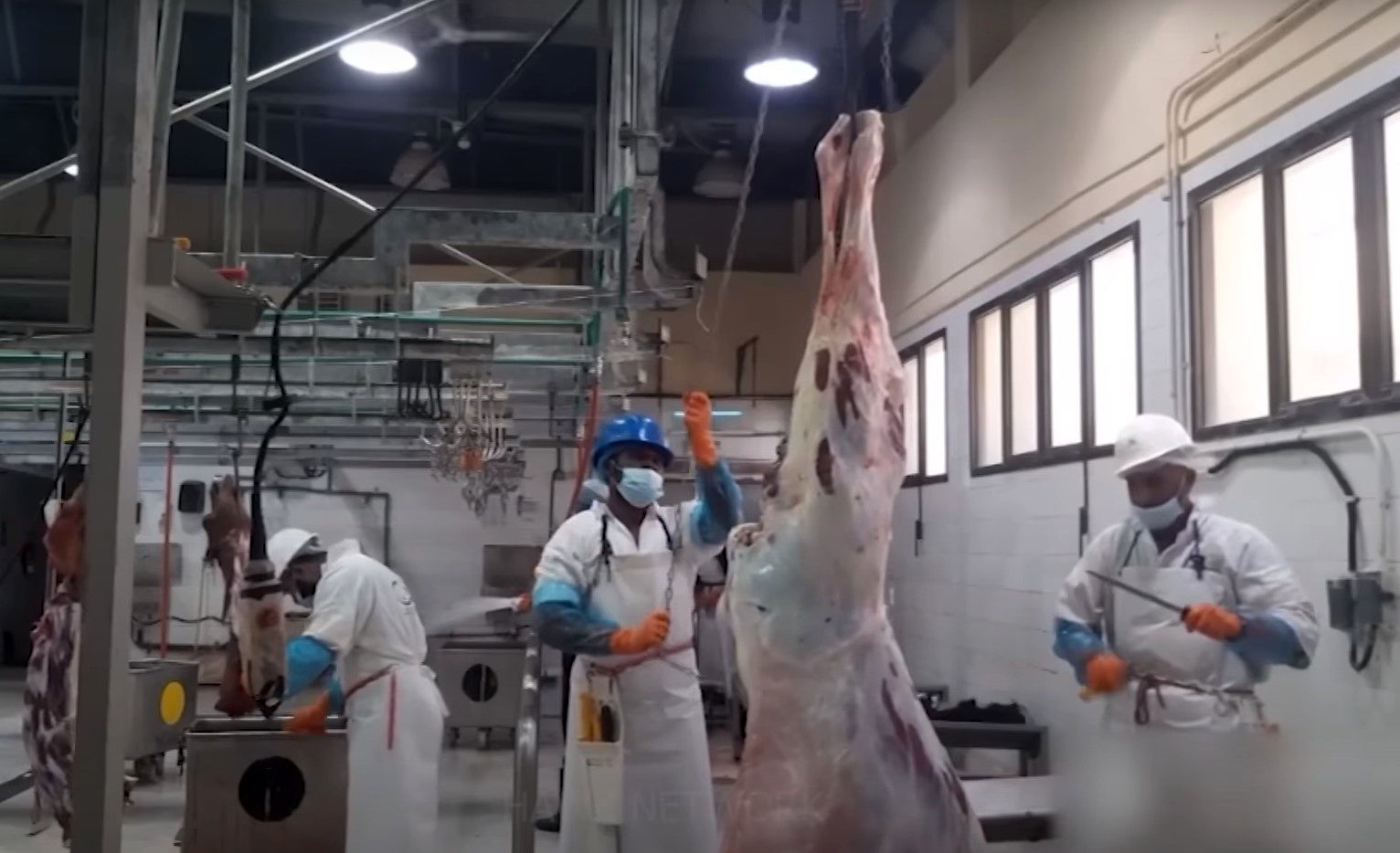 (ویدئو) ببینید عربستانی ها چگونه شترها را پس از پرورش در کارخانه بسته بندی می کنند