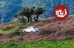ببینید| طبیعت چشم‌نواز منطقه ظفار عمان