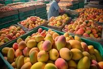 (ویدئو) نمایی دیدنی از فرآیند برداشت و فرآوری میلیون ها انبه در تایوان