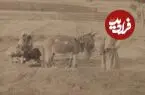 عکس| سفر زمان؛ مرد ایرانی و همسرش در حال خرمن‌کوبی با الاغ؛ 145 سال قبل
