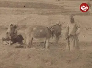 عکس| سفر زمان؛ مرد ایرانی و همسرش در حال خرمن‌کوبی با الاغ؛ 145 سال قبل