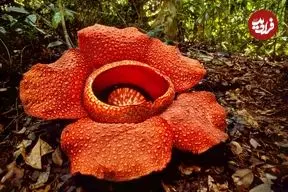 بزرگ‌ترین گل جهان چیست و چه ویژگی‌هایی دارد؟