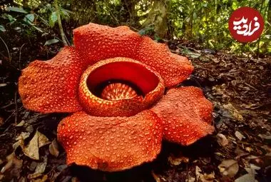 بزرگ‌ترین گل جهان چیست و چه ویژگی‌هایی دارد؟