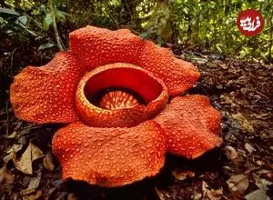 بزرگ‌ترین گل جهان چیست و چه ویژگی‌هایی دارد؟