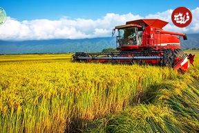 ببینید؛ چگونه کشاورزان آمریکایی هزاران تن برنج را برداشت و فرآوری می کنند؟