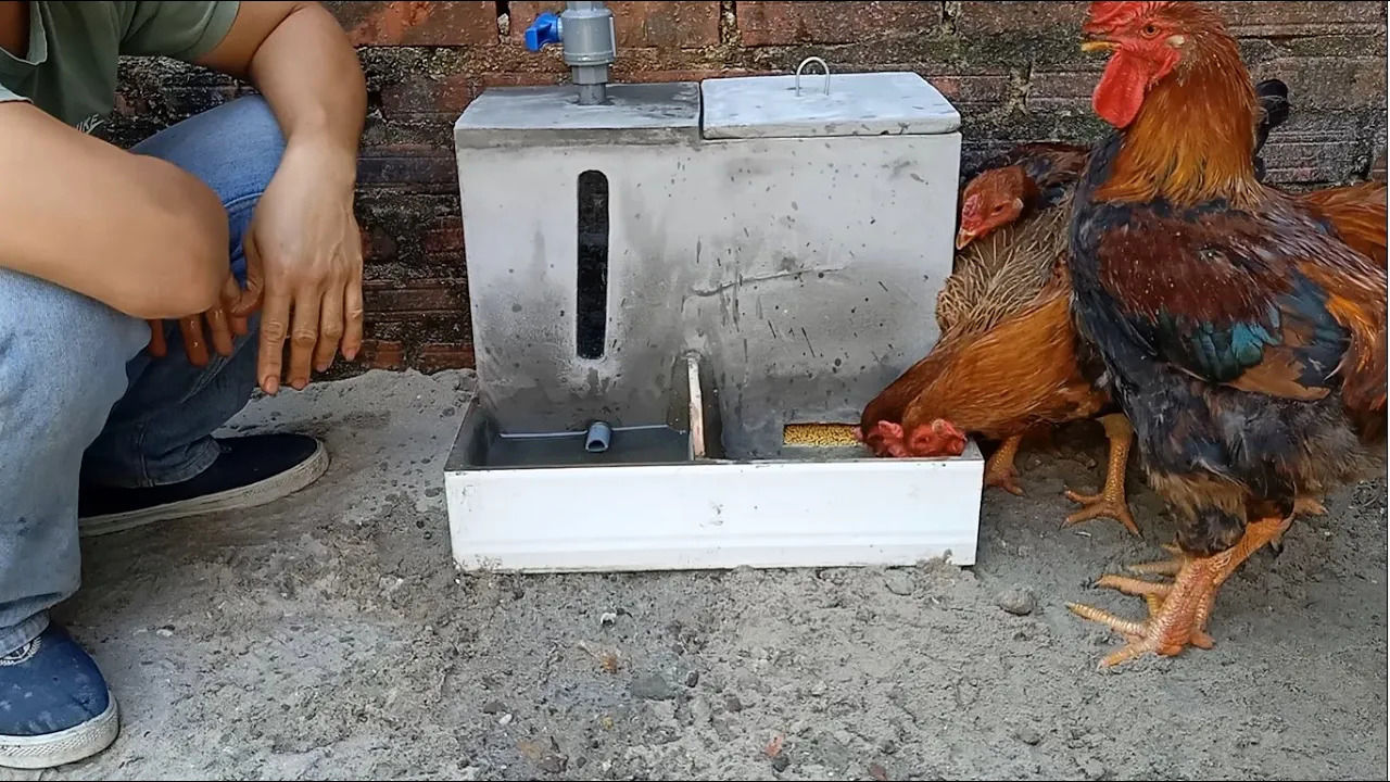 (ویدئو) یک ایده خلاقانه برای ساخت دانخوری سیمانی برای مرغ و خروس ها