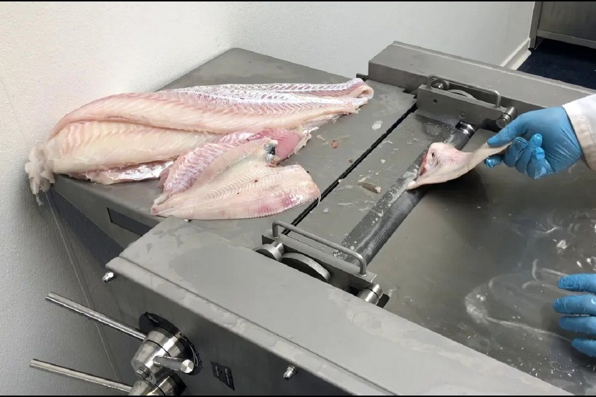 (ویدئو) این دستگاه شگفت انگیز پوست ماهی ها را در یک چشم به هم زدن جدا می کند!