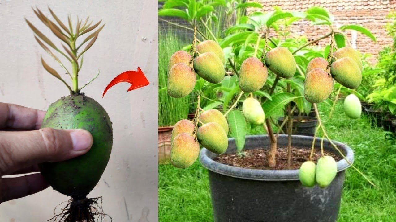 (ویدئو) نحوه پرورش درخت انبه با کمک میوه آن در گلدان خانگی