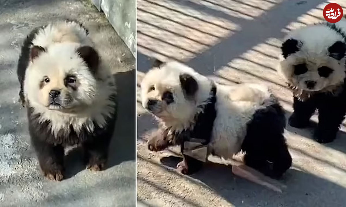 (ویدئو+ عکس) اقدام خنده دار باغ وحشی در چین؛ جا زدن سگ های چاو چاو به جای پاندا 