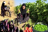 ببینید؛ غذای روستایی در ایلام؛ برداشت بادمجان از مزرعه و پخت غذای سنتی با آن