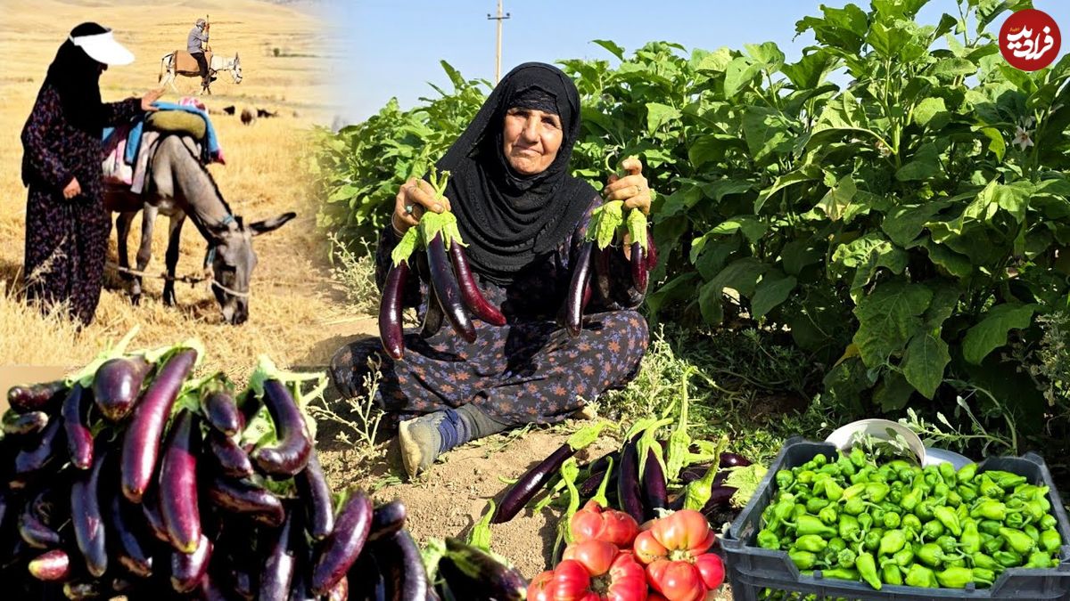ببینید؛ غذای روستایی در ایلام؛ برداشت بادمجان از مزرعه و پخت غذای سنتی با آن