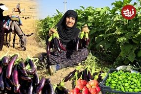 ببینید؛ غذای روستایی در ایلام؛ برداشت بادمجان از مزرعه و پخت غذای سنتی با آن