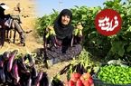 ببینید؛ غذای روستایی در ایلام؛ برداشت بادمجان از مزرعه و پخت غذای سنتی با آن