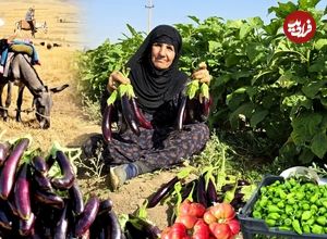 ببینید؛ غذای روستایی در ایلام؛ برداشت بادمجان از مزرعه و پخت غذای سنتی با آن