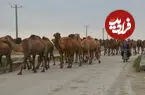 عکس| سفر زمان؛ کاروان شترها در حال عبور از یک خیابان در تهران؛ اواخر دهه 40