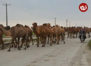 عکس| سفر زمان؛ کاروان شترها در حال عبور از یک خیابان در تهران؛ اواخر دهه 40