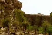 کشف گونۀ جدید «مارمولک» با انگشتان «برگی» و چشمان بزرگ در ایران