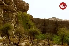 کشف گونۀ جدید «مارمولک» با انگشتان «برگی» و چشمان بزرگ در ایران