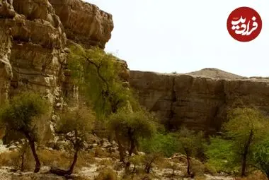 کشف گونۀ جدید «مارمولک» با انگشتان «برگی» و چشمان بزرگ در ایران