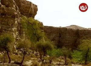 کشف گونۀ جدید «مارمولک» با انگشتان «برگی» و چشمان بزرگ در ایران