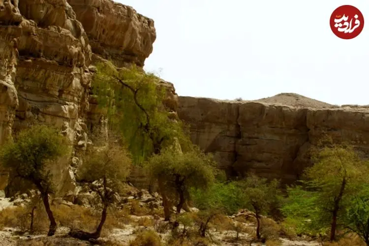 کشف گونۀ جدید «مارمولک» با انگشتان «برگی» و چشمان بزرگ در ایران