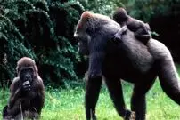 (ویدئو) تارزان در دنیای واقعی