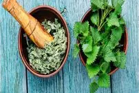 گزنه و معجزه درمانی آن برای خانم ها و آقایان