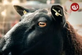 چرا مردمک چشم گوسفندها و بزها «مستطیلی» است؟