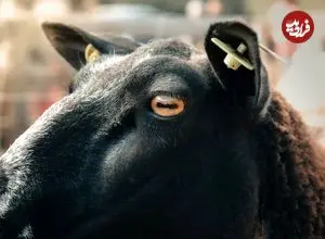 چرا مردمک چشم گوسفندها و بزها «مستطیلی» است؟