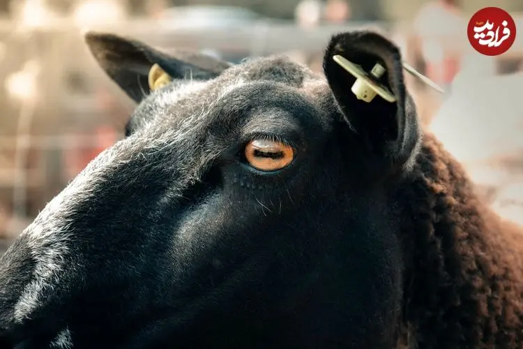 چرا مردمک چشم گوسفندها و بزها «مستطیلی» است؟